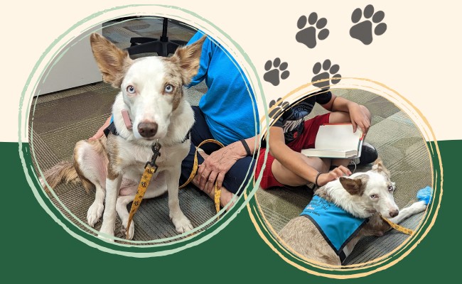 two pictures (one of a service dog and their trainer, one of a child reading to a dog) with paw prints in the background